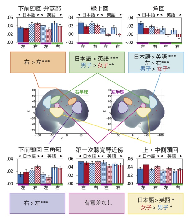 【脳活動の言語差（日本語と英語）、大脳半球差（左半球と右半球）、 性差（男子と女子）の統計解析結果】棒グラフの左半分は日本語（母語）、右半分は英語（学習中の外国語）。青は男子、赤は女子、グラフ下部の紫は左半球(左)、緑は右半球（右）を示す。